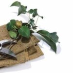 heavy duty stainless steel pruning shear which is a necessary tool for any gardene